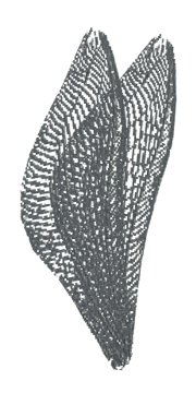 Beetle Wings — Dark and Darker