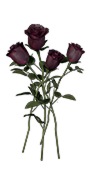 Black Rose — Dark and Darker