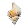 Conch Shell — Dark and Darker