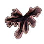 Coral Fragment — Dark and Darker