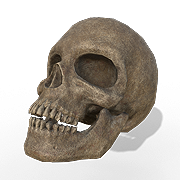 Intact Skull — Dark and Darker