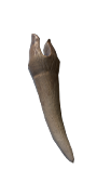 Mimic Tooth — Dark and Darker
