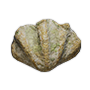 Seashell — Dark and Darker