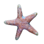 Starfish — Dark and Darker