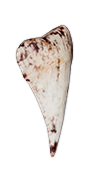 White Shark Tooth — Dark and Darker