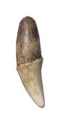 Wolf Fang — Dark and Darker